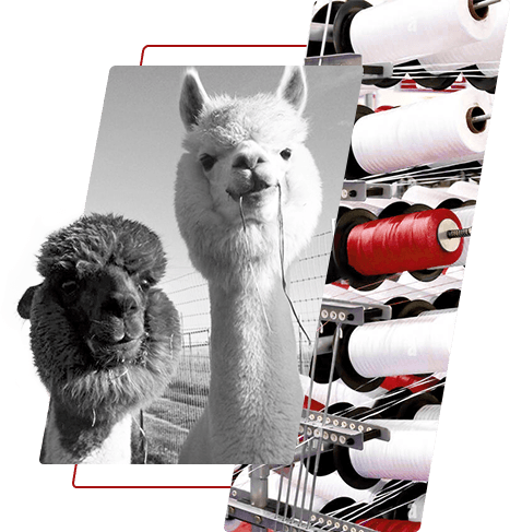 Tincta polyester yarn